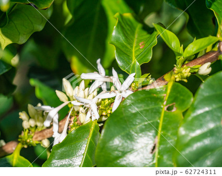 ハワイ カウアイ島 コーヒーの花 ハワイ カウアイ島 コーヒーの花 62724311