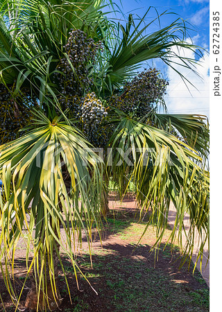 ハワイ カウアイ島 アブラヤシ 62724385