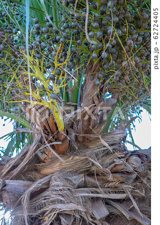 ハワイ カウアイ島 アブラヤシ 62724405