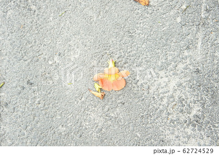 床 コンクリート 花 62724529