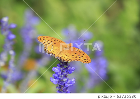 花畑のヒョウモンチョウ 花畑のヒョウモンチョウ 62725530