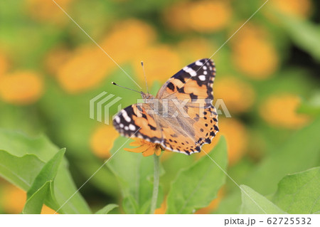 花畑のヒョウモンチョウ 花畑のヒョウモンチョウ 62725532