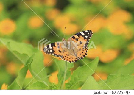 花畑のヒョウモンチョウ 花畑のヒョウモンチョウ 62725598