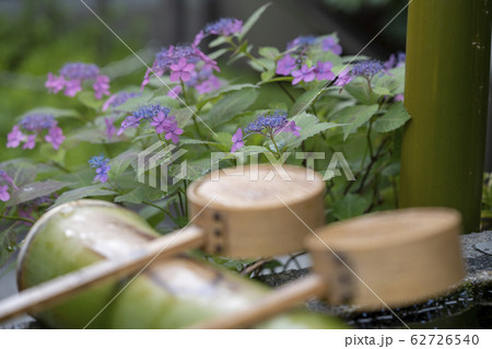 矢田寺のアジサイ 62726540