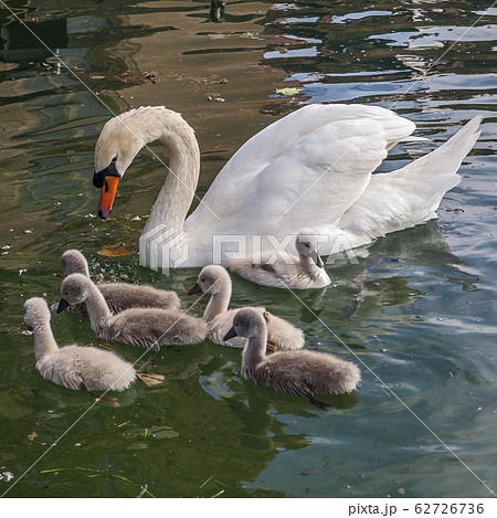 France. Swans in the old pond in the park of the France. Swans in the old pond in the park of the 62726736