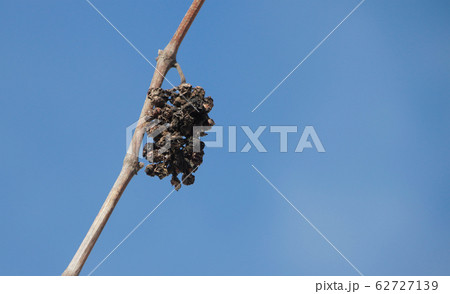 Dried grape brush on a branch 62727139