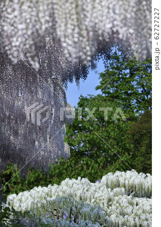 藤の花 藤の花 62727227