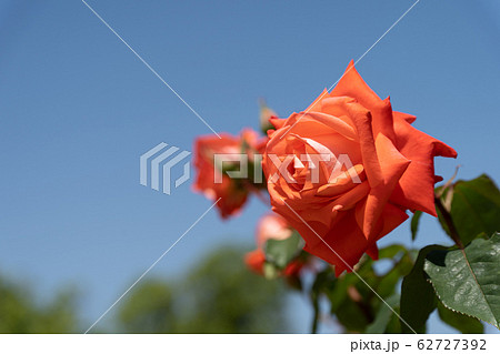 五月のバラ、ローラ 五月のバラ、ローラ 62727392