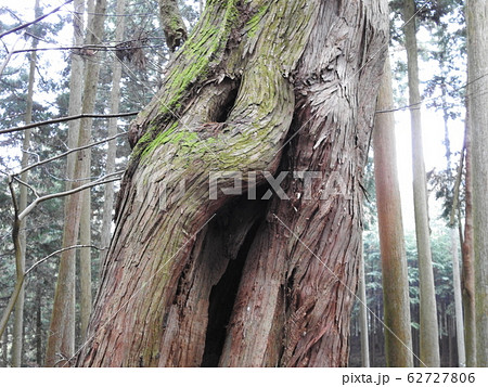 森　yoshino 62727806