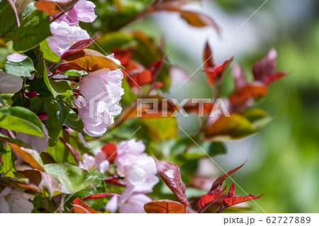 Fresh pink flowers of a blossoming apple tree 62727889