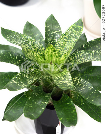 フリーセア　ギガンティア・ノバ 62728097