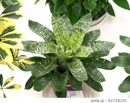 フリーセア　ギガンティア・ノバ 62728102