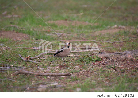 シメ シメ 62729102