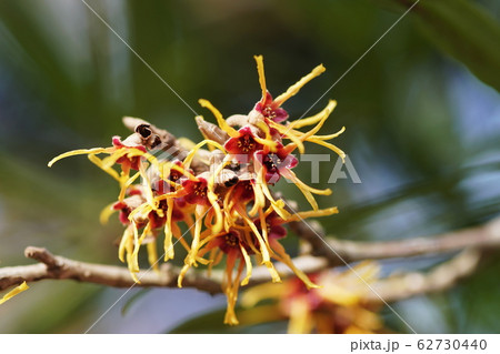 マンサク　Japanese witch hazel 62730440