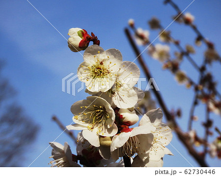 白梅 Prunus mume 白梅 Prunus mume 62730446