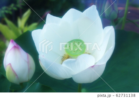 白い蓮の花 62731138