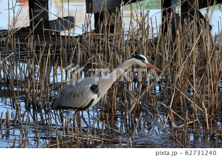 アオサギ アオサギ 62731240