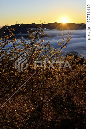 宝登山ロウバイ園からロウバイと長瀞町を覆う雲海に東秩父の山々と朝日 62731410