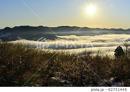 宝登山ロウバイ園からロウバイと長瀞町を覆う雲海に東秩父の山々と朝日 62731449