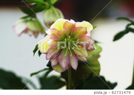 クリスマスローズ Helleborus × hybridus クリスマスローズ Helleborus × hybridus 62731479