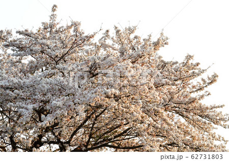 花を咲かせた春の桜の樹の満開の花をローアングルで撮影した写真 62731803