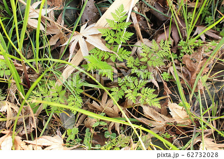 野生のシャク　ヤマニンジン　早春の山菜　 62732028