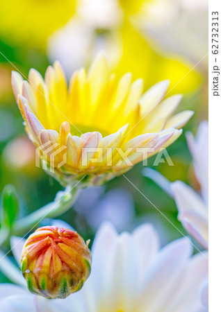 菊 62732313