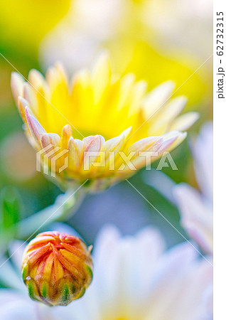 菊 菊 62732315