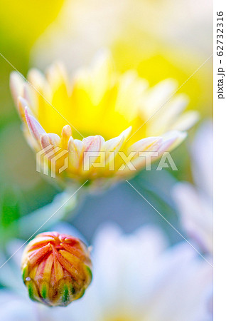 菊 菊 62732316