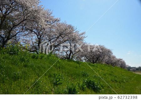 桜並木 桜並木 62732398