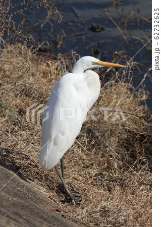 【野鳥】 水辺のダイサギ 【野鳥】 水辺のダイサギ 62732625