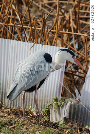 【野鳥】 水辺のアオサギ 62732626