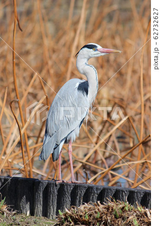 【野鳥】 水辺のアオサギ 62732627