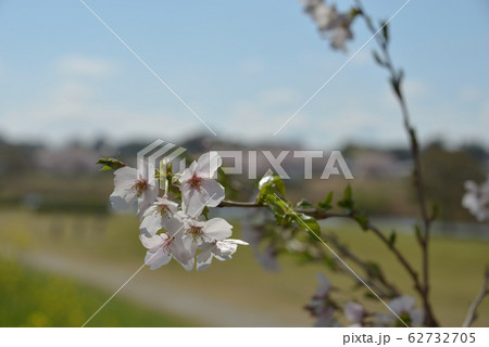 桜 桜 62732705
