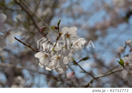 桜並木 桜並木 62732772