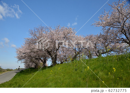 桜並木 62732775