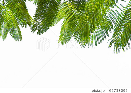 Green Leaf On The Branches Isolate On White Green Leaf On The Branches Isolate On White 62733095