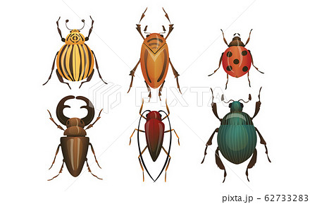 Hard-winged Bugs and Insects Isolated on White Background Vector Set 62733283