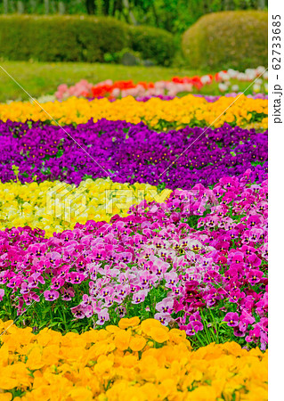 パンジー パンジー 62733685