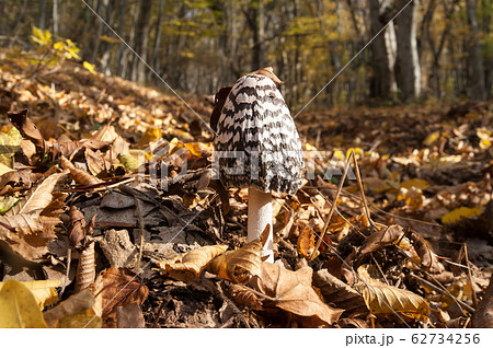 Young parasol mushroom (Macrolepiota procera or 62734256
