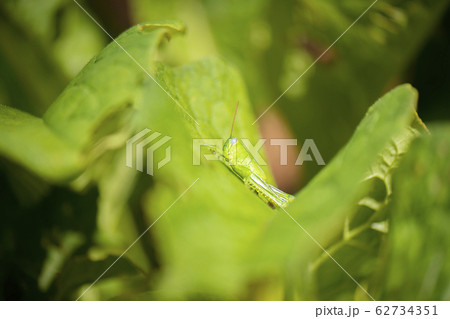 Hedge Grasshopper 62734351