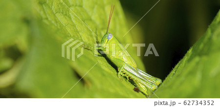 Hedge Grasshopper 62734352
