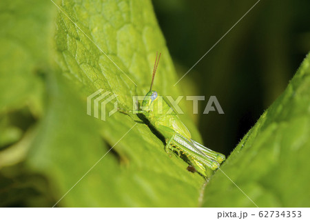 Hedge Grasshopper 62734353