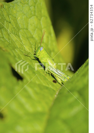 Hedge Grasshopper 62734354