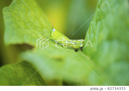 Hedge Grasshopper 62734355