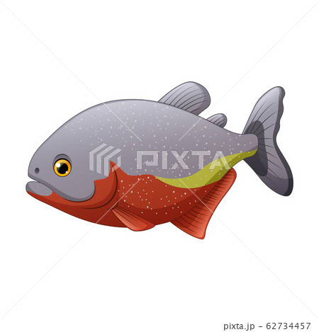 Cartoon Piranha Fish Isolated On White Backgroundのイラスト素材