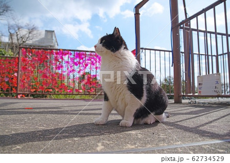 おすわり猫 62734529
