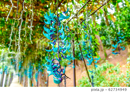 ヒスイカズラ 62734949