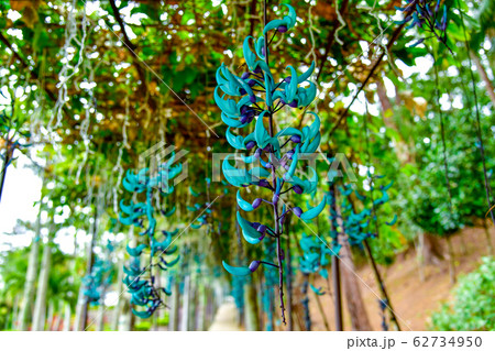 ヒスイカズラ 62734950