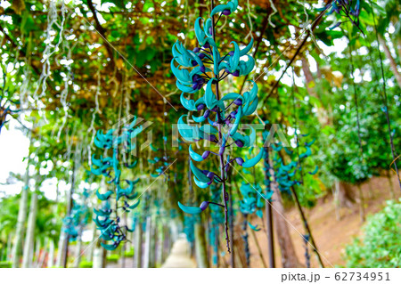 ヒスイカズラ 62734951